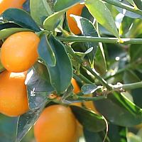 Kumquat Marmelad